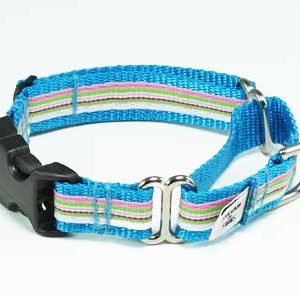 Turquoise Riviera Buckle Martingale Dog Collar