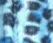 Blue Leopard